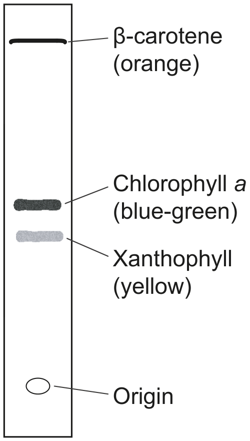 Porphyra
