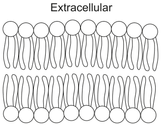 Intracellular