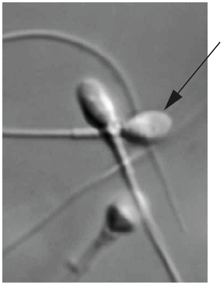 Magnification 6300x