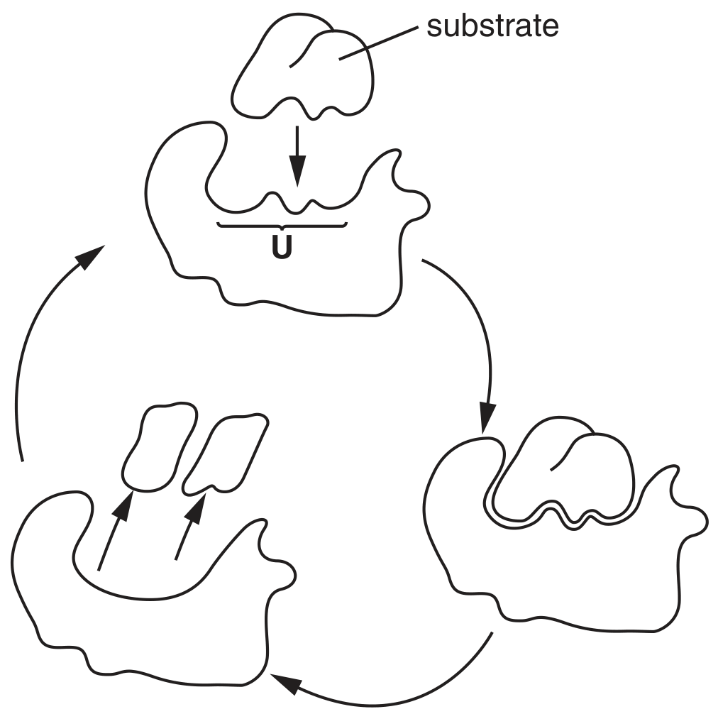 Fig. 1.2