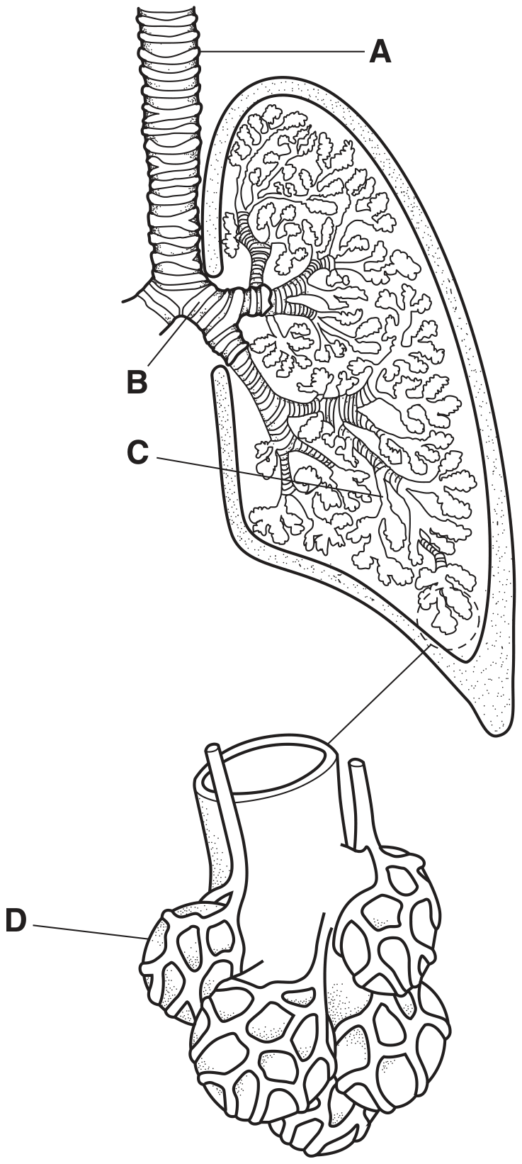 Fig. 5.1