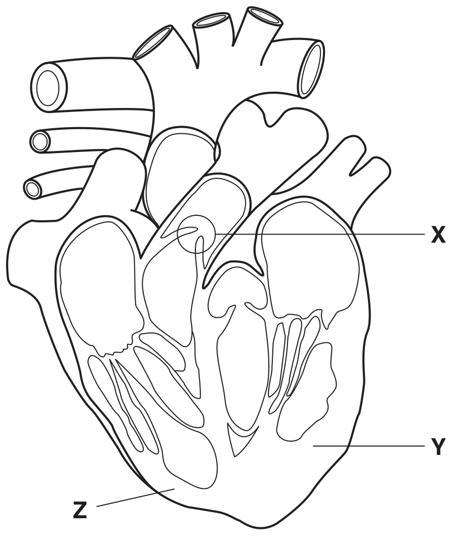 Fig. 2.1