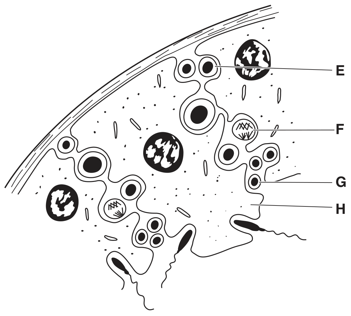 Fig. 3.1