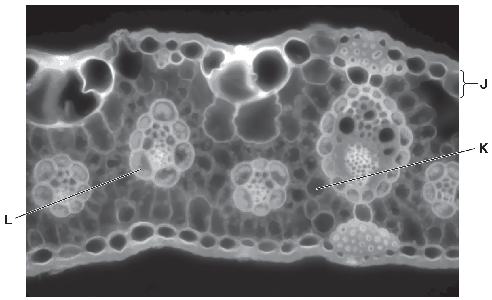 Fig. 4.1