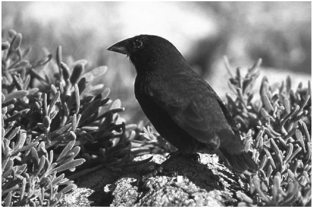 Fig. 6.1