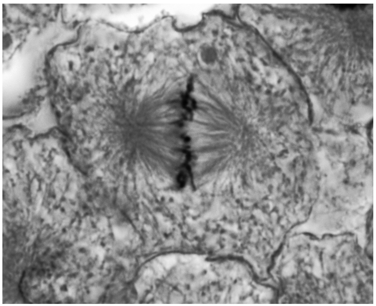 Fig. 1.1