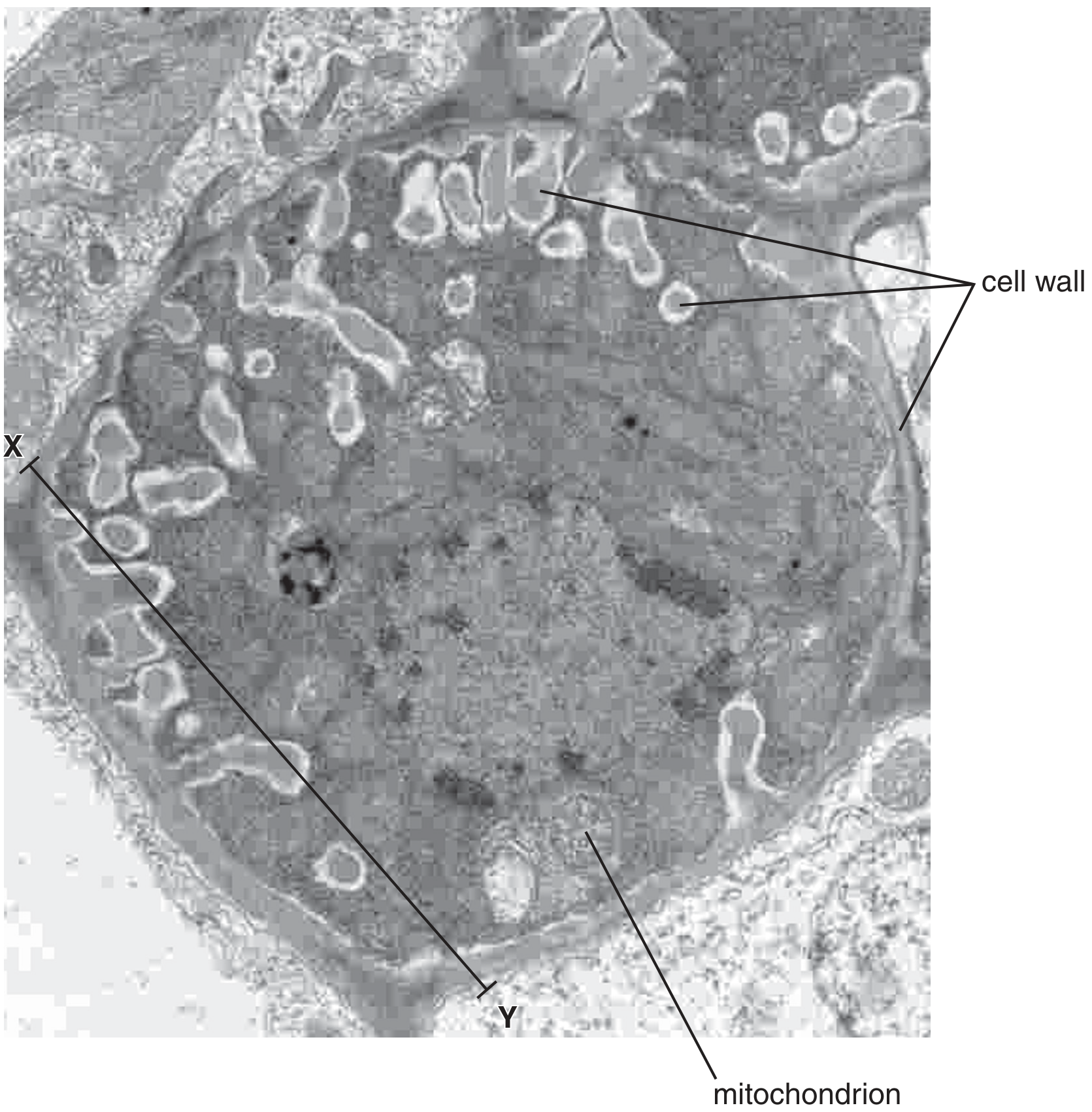 Fig. 5.1