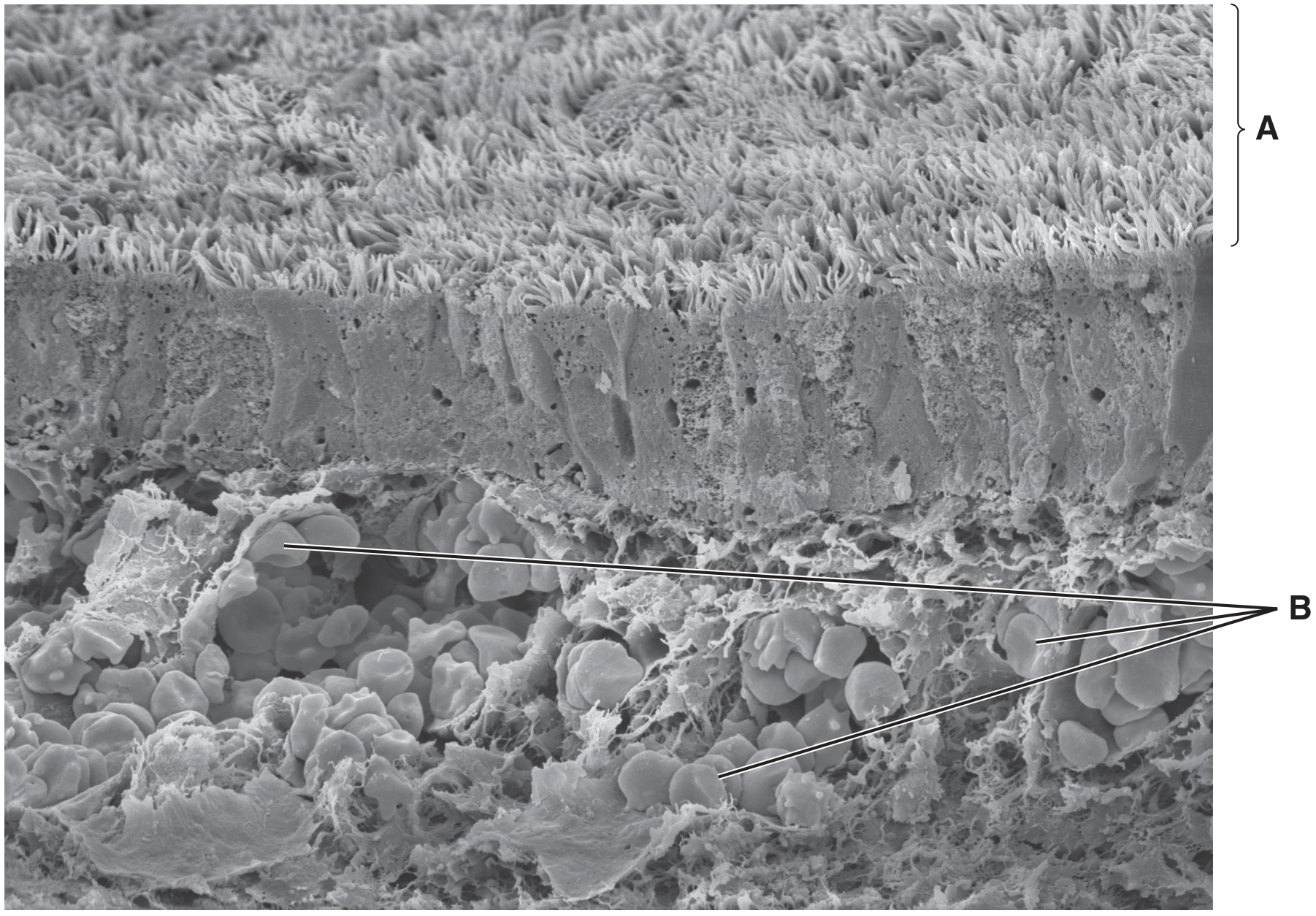 Fig. 1.1