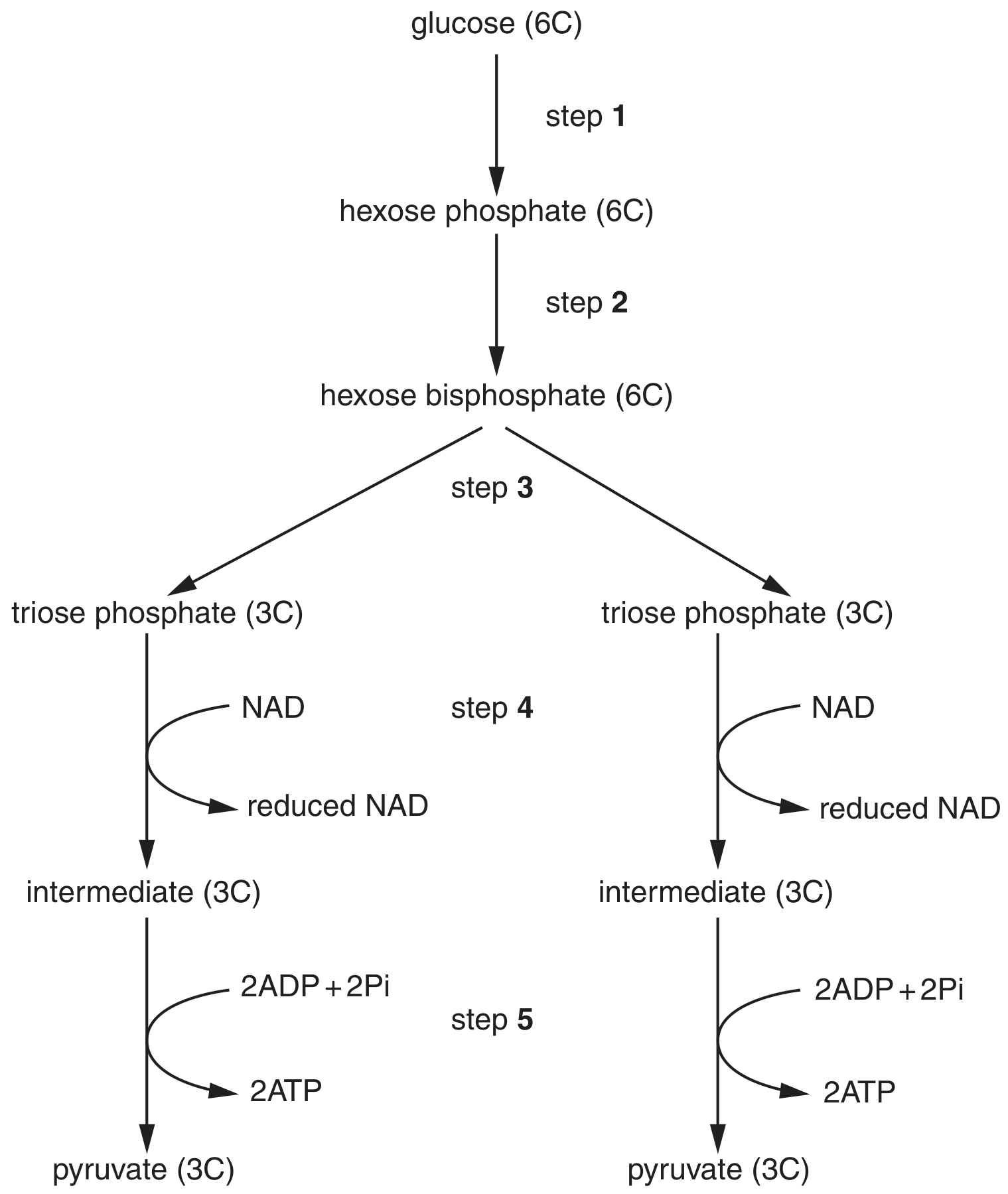 Fig. 6.1 outlines glycolysis.