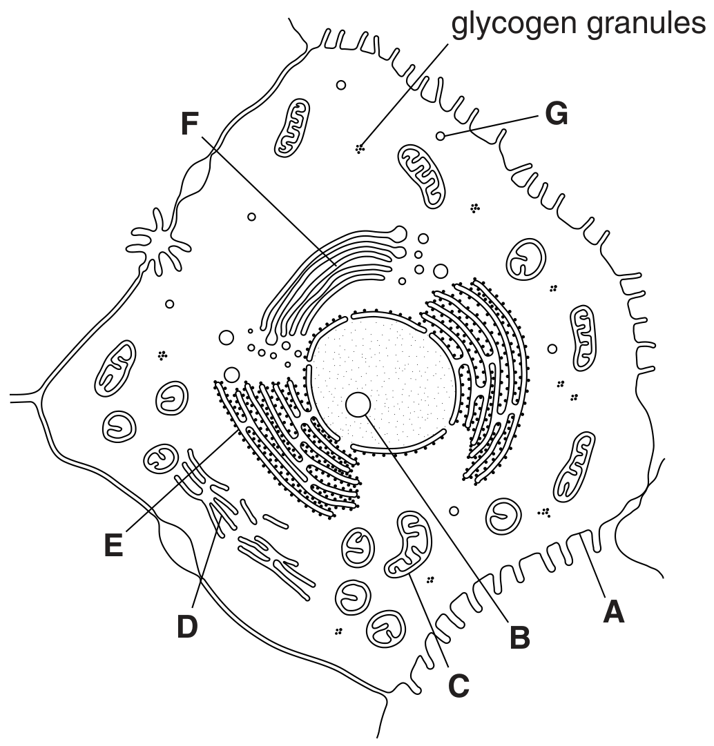Fig. 1.1
