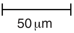 Fig. 4.1