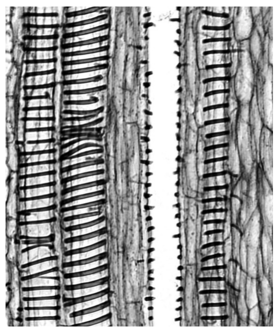 Fig. 2.1