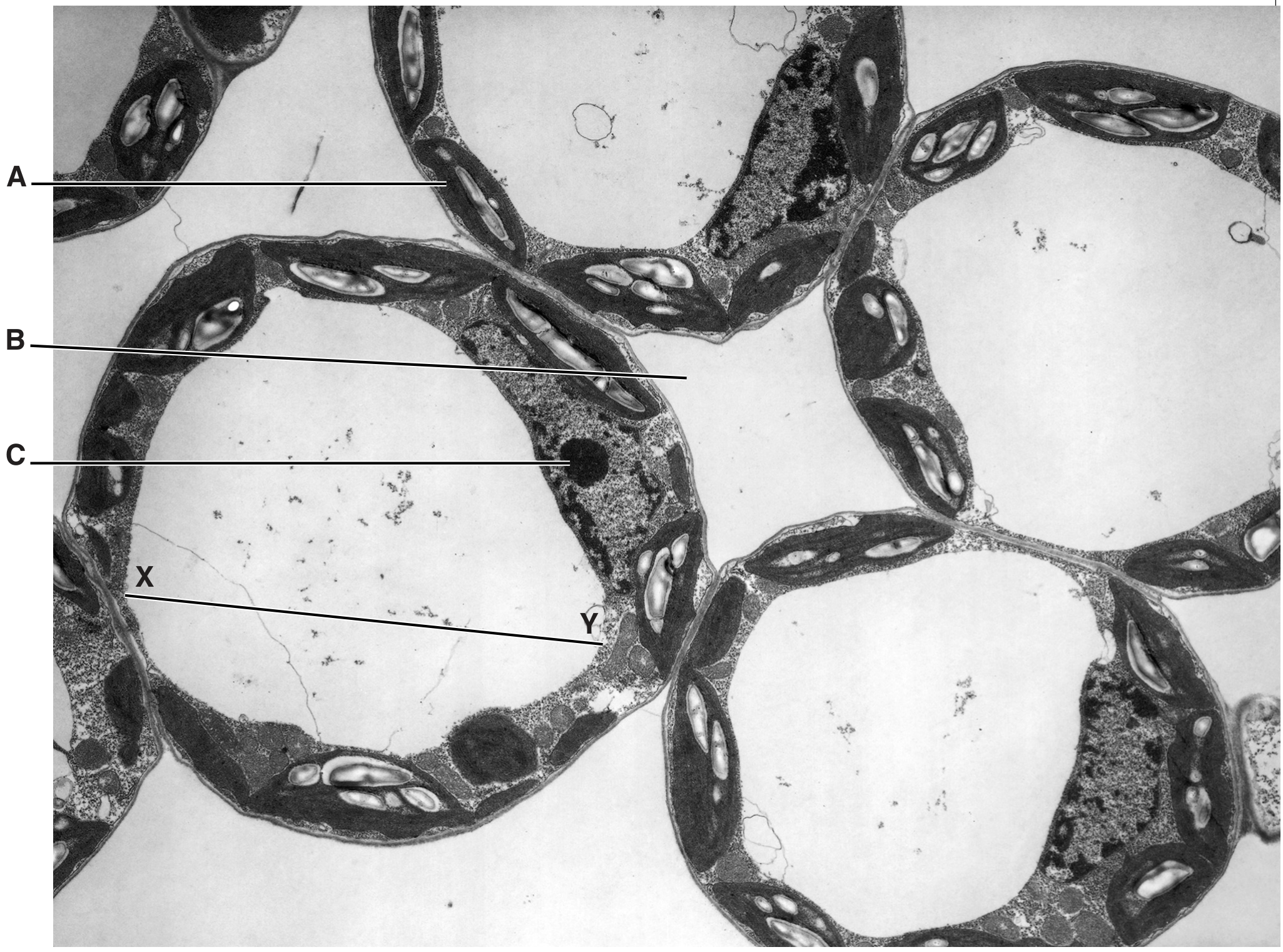 Fig. 1.1