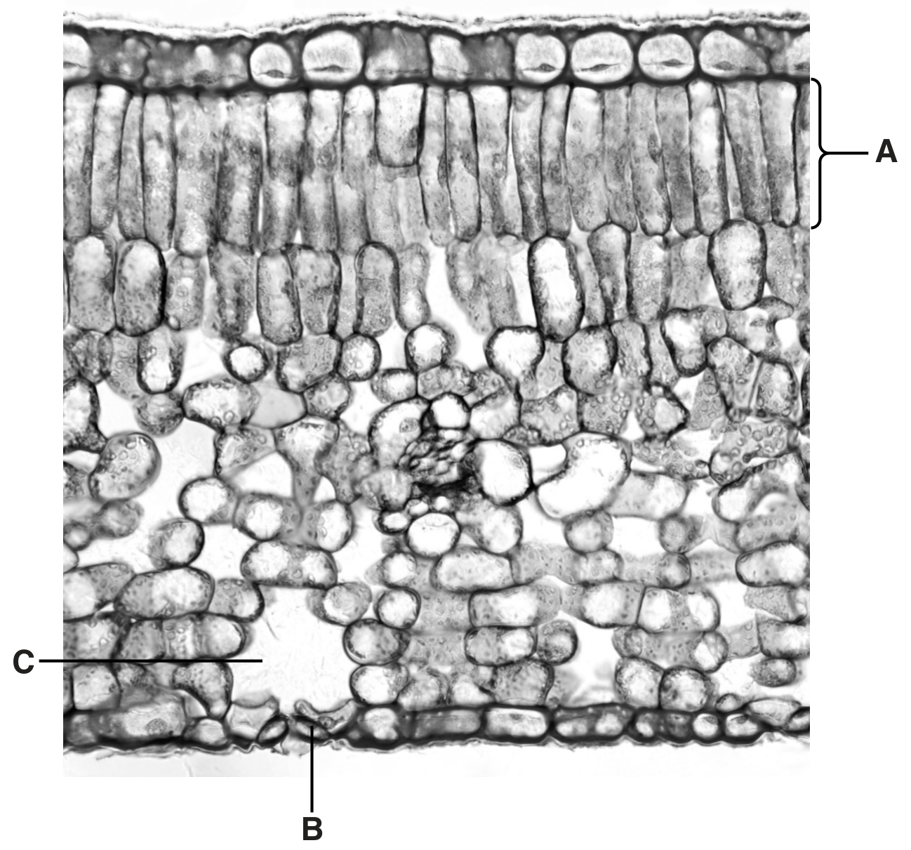 Fig. 1.1