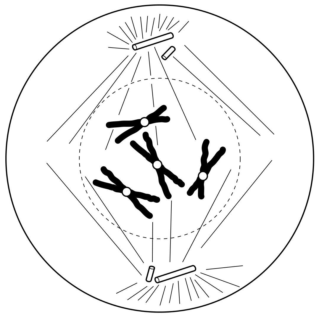 Fig. 1.2