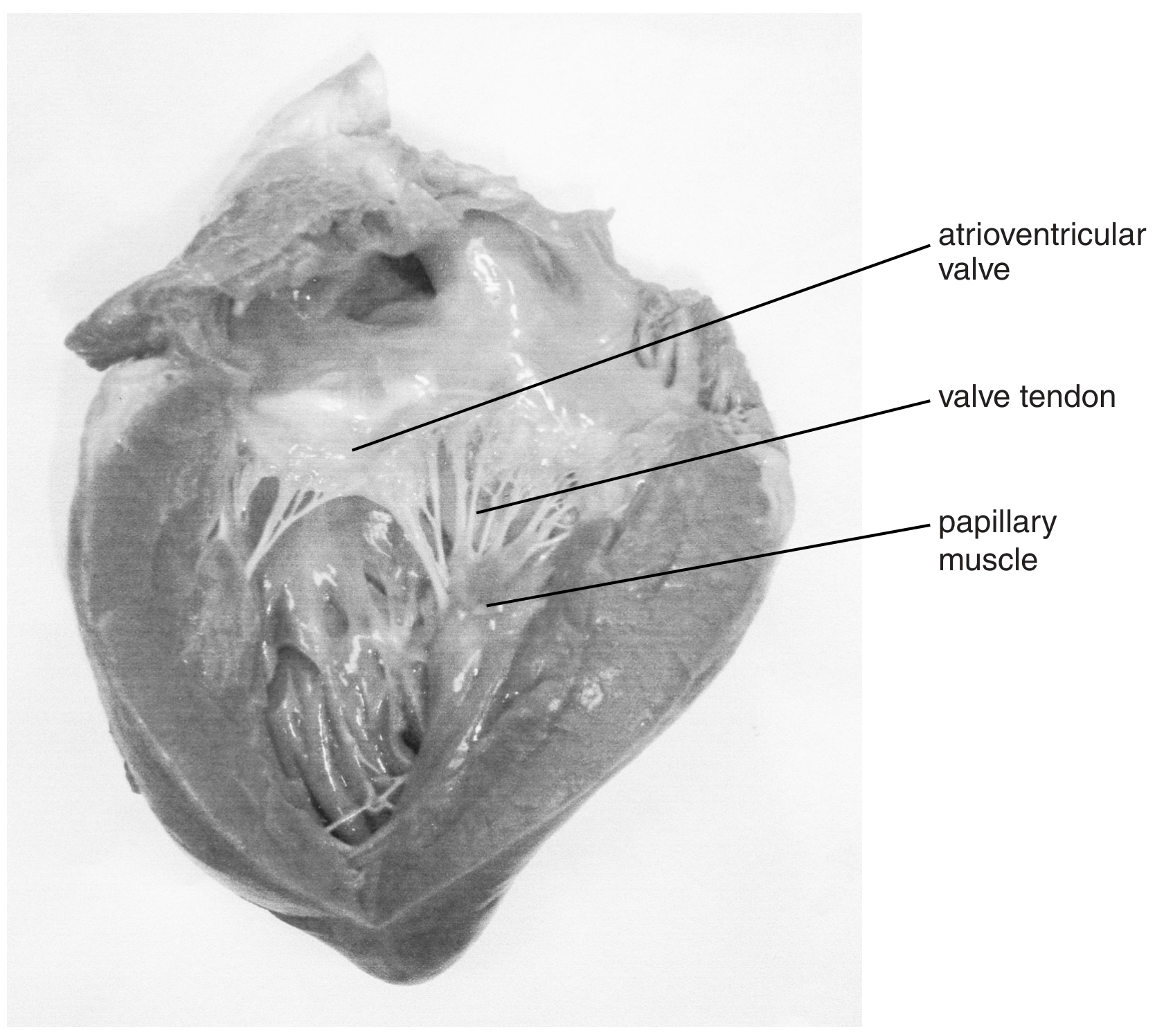 Fig. 5.1