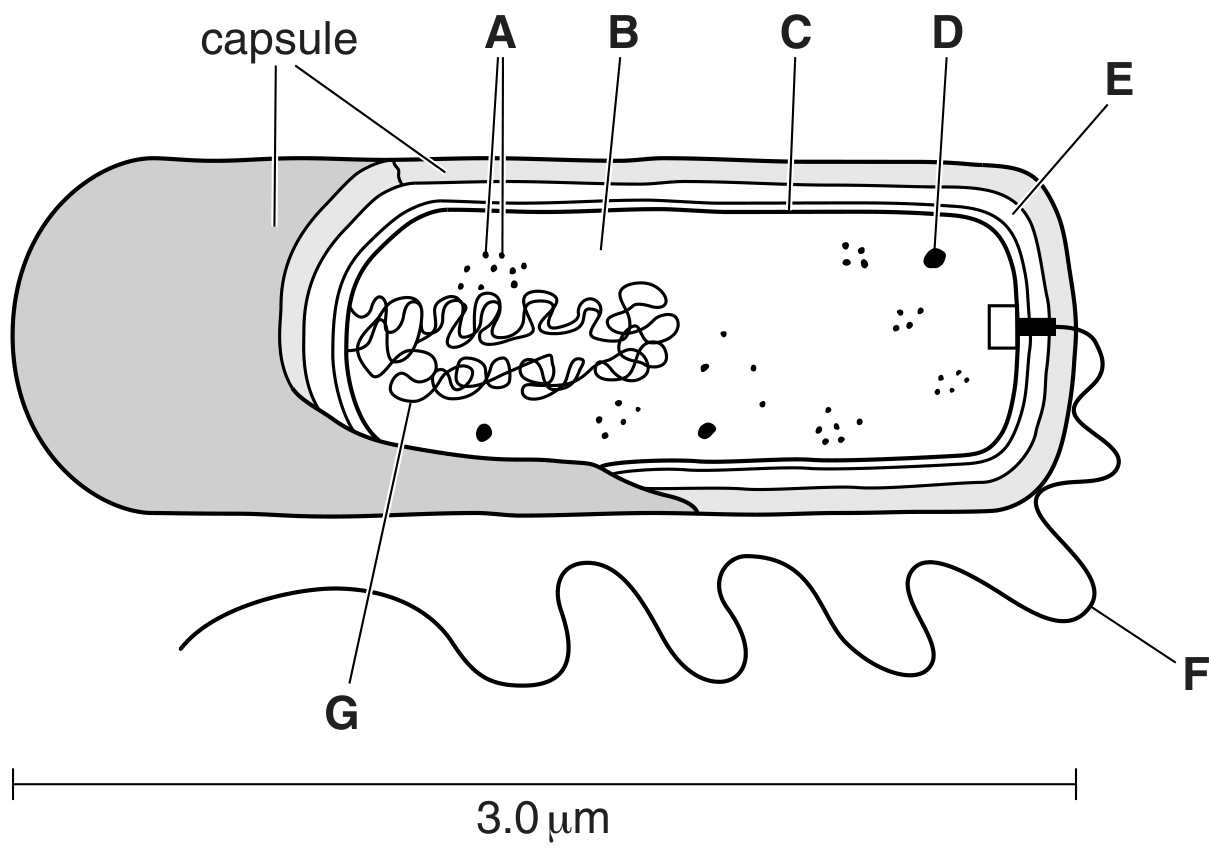 Fig. 1.1