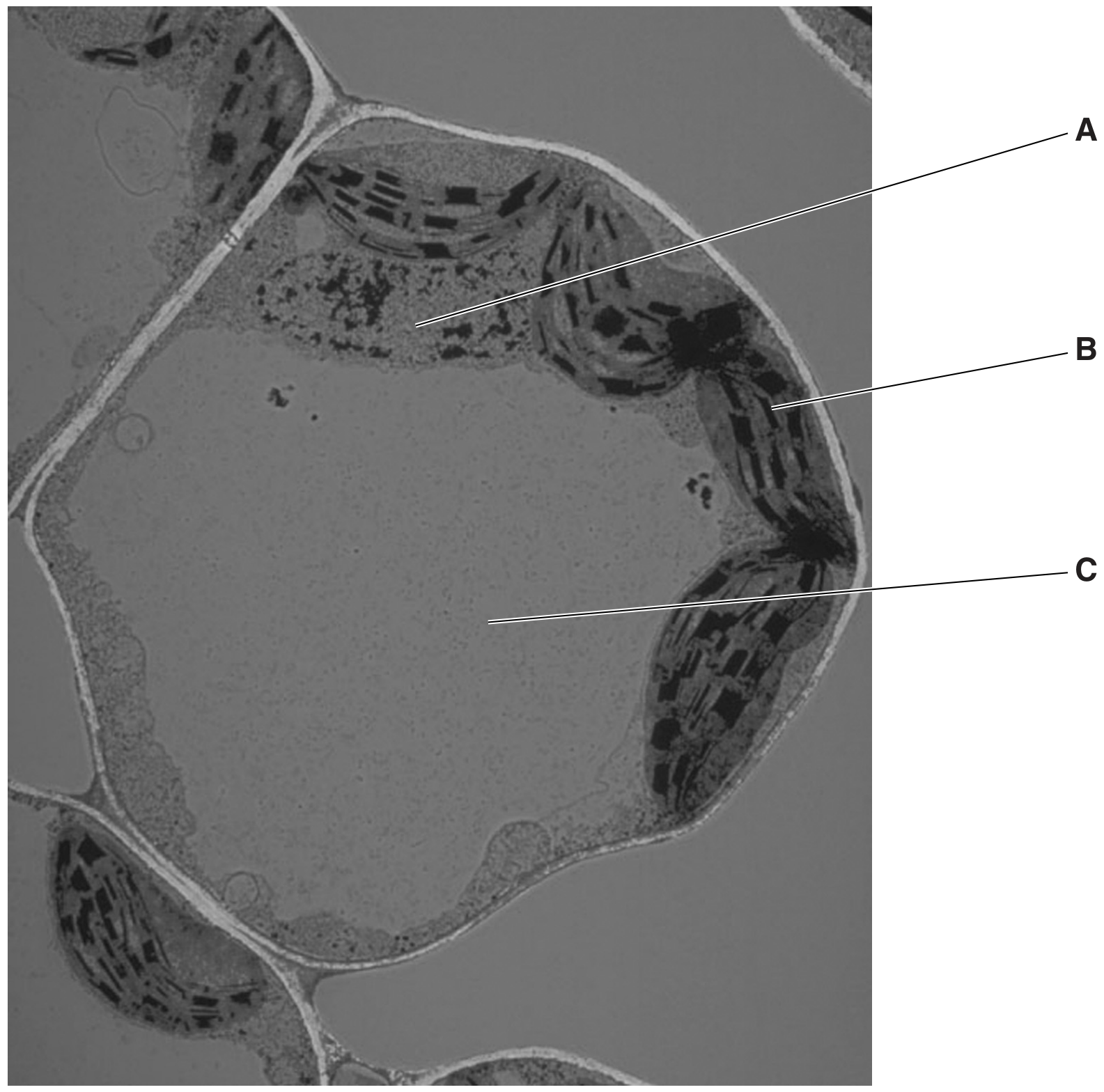 Fig. 2.1