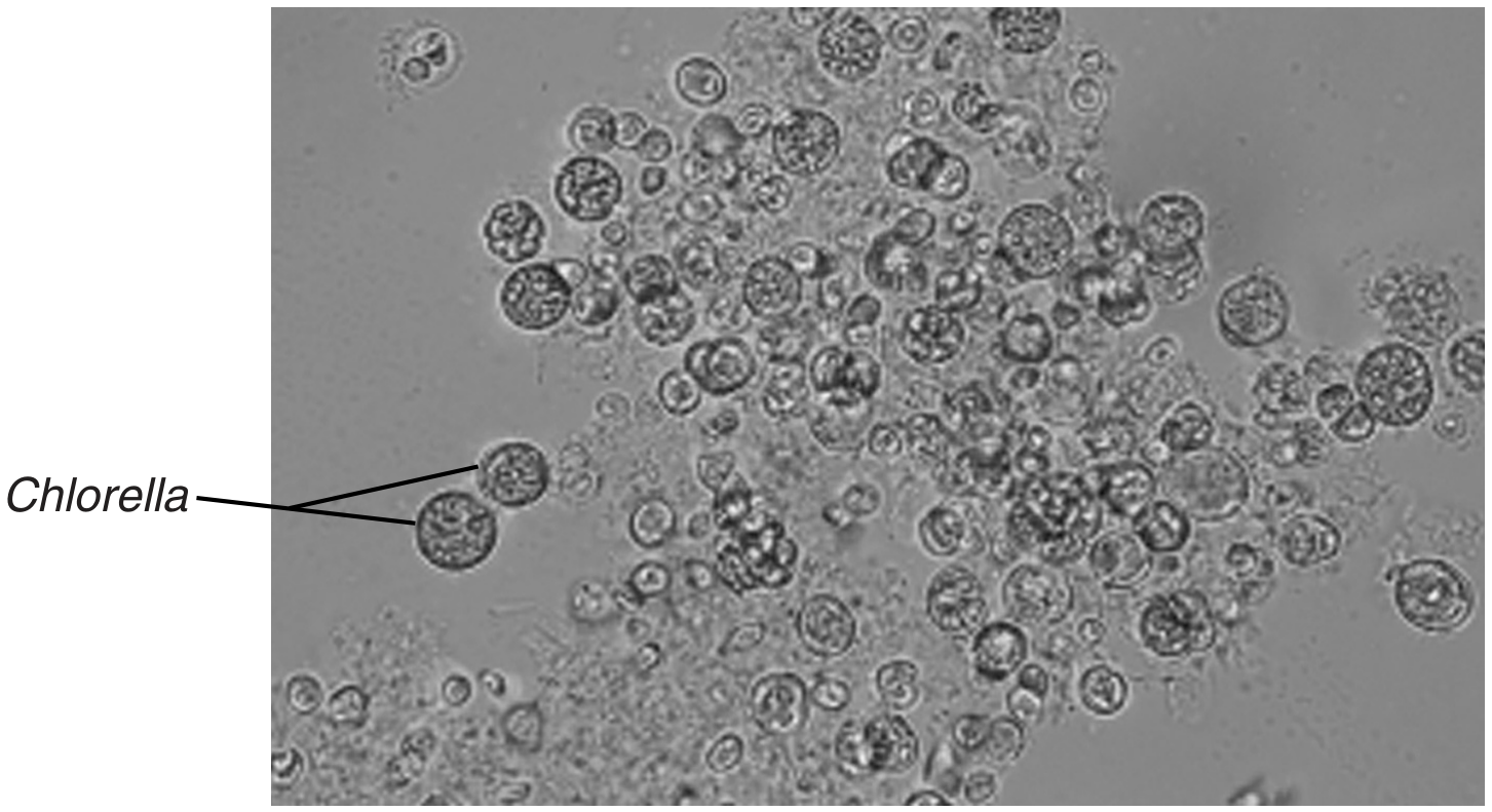Fig. 1.1