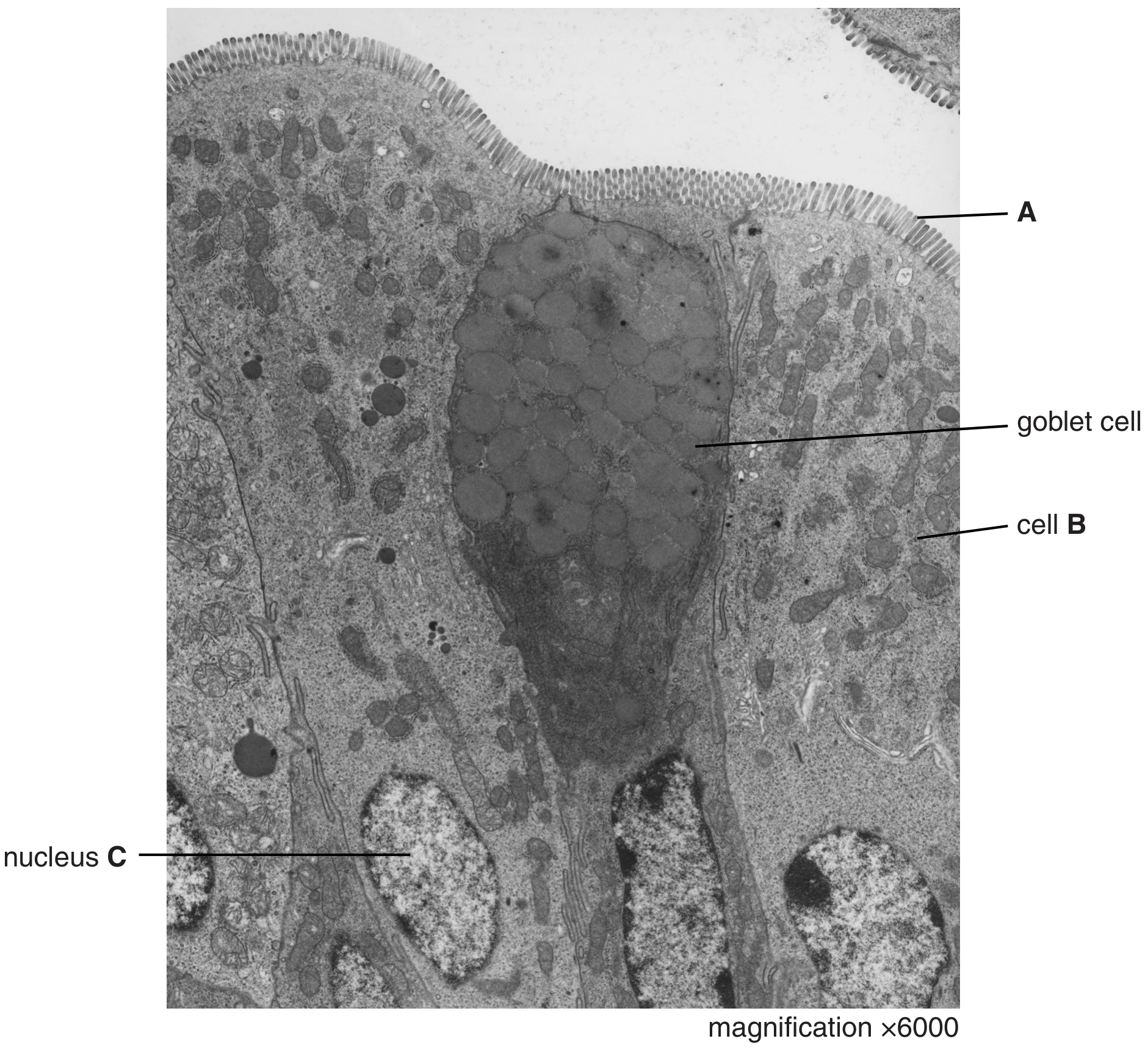 Fig. 1.1