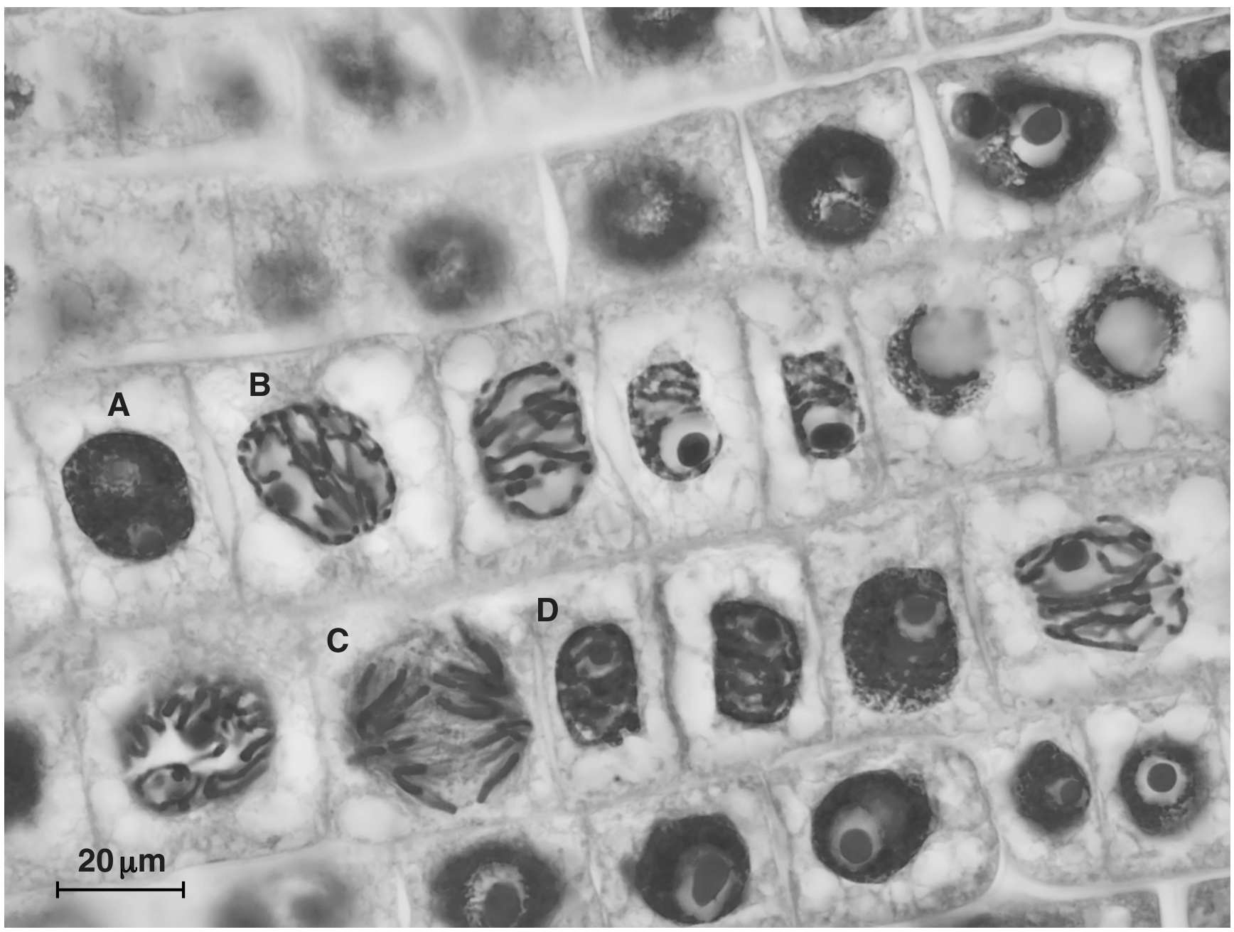 Fig. 1.1