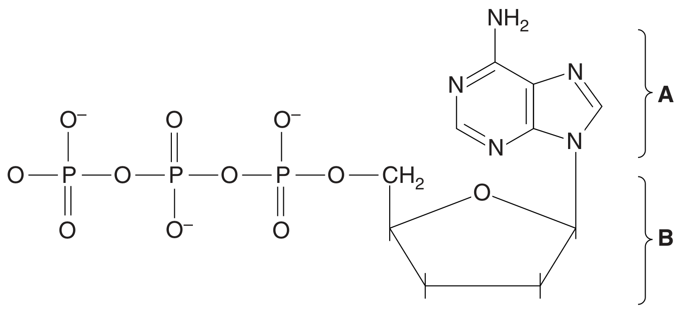 Fig. 4.1