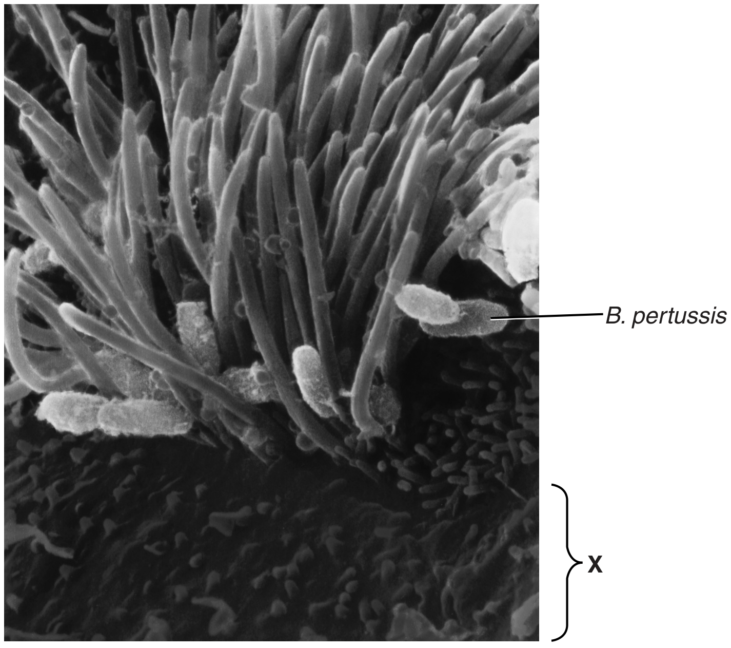 Fig. 2.1