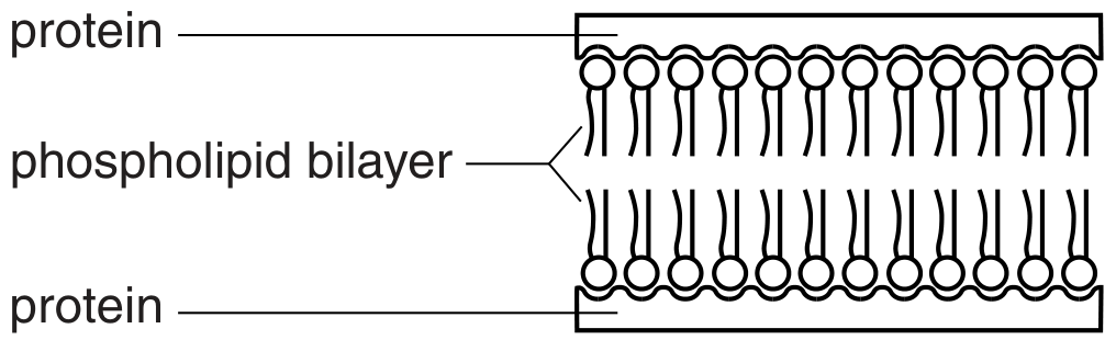 Fig 1.1