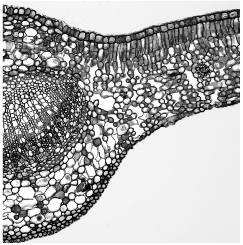 Fig. 1.1