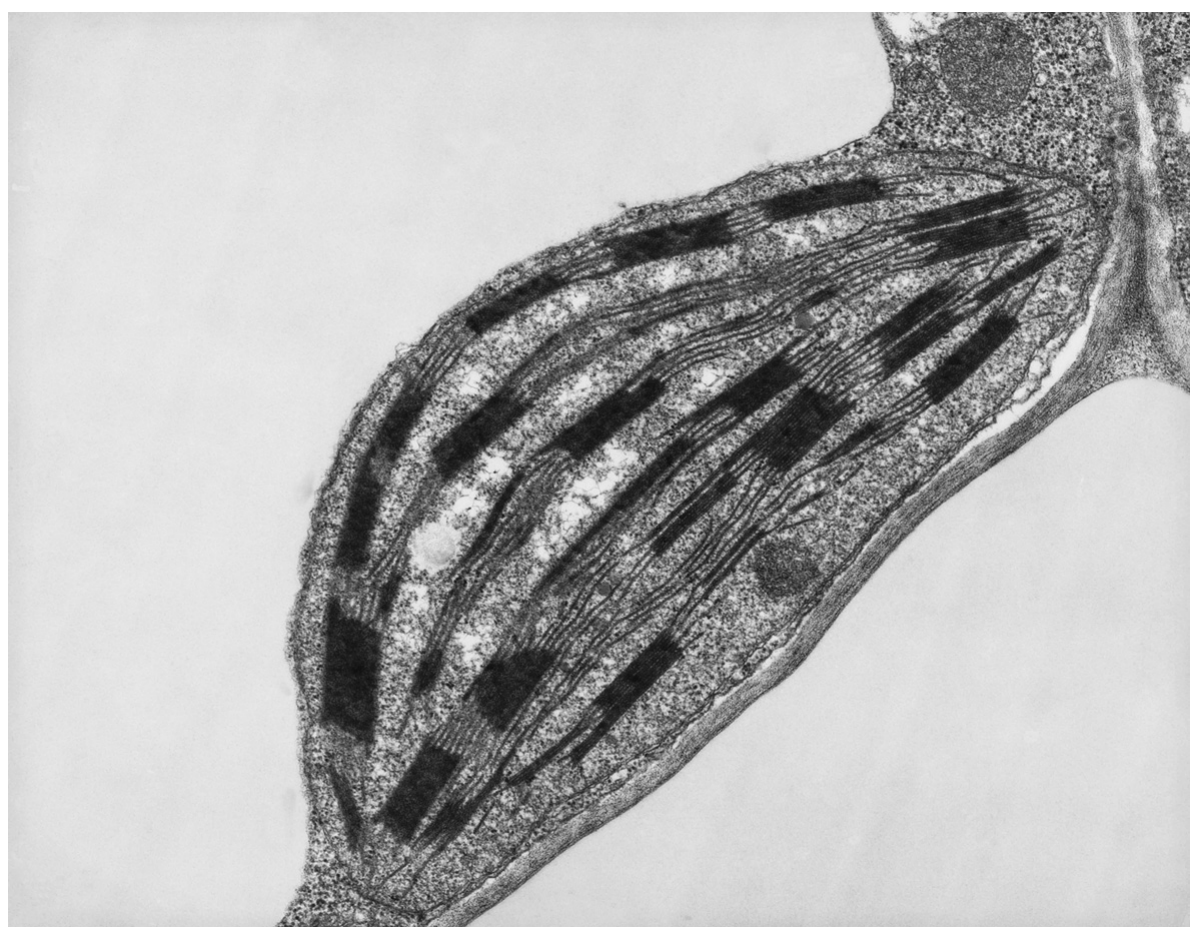 Fig. 1.1