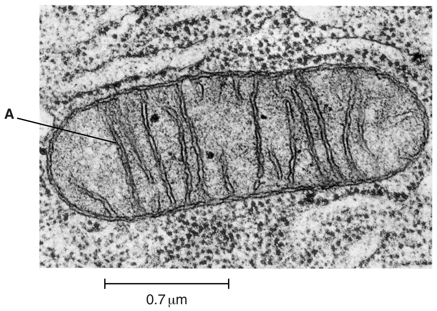 Fig. 1.1