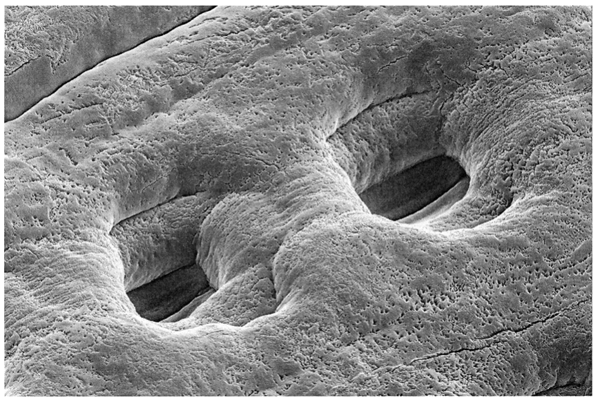 Fig. 2.3