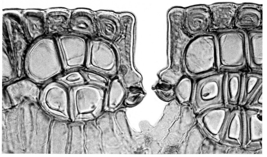 Fig. 2.4