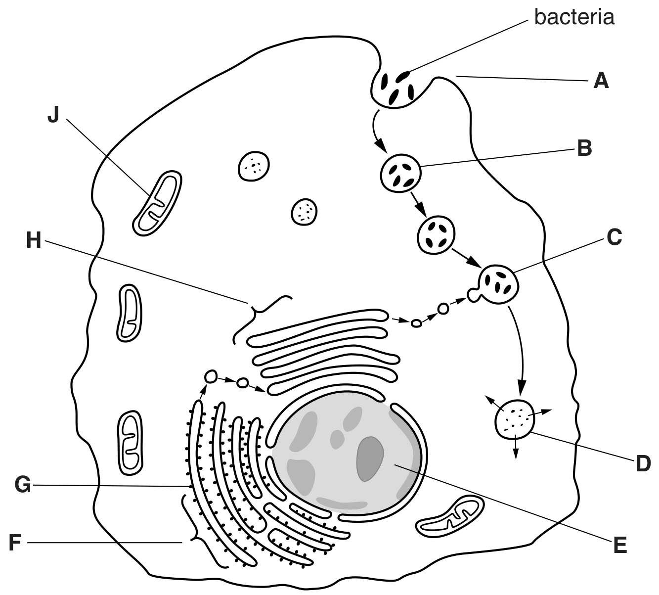 Fig. 2.1