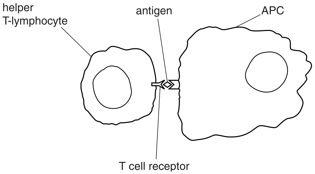 Fig. 2.2