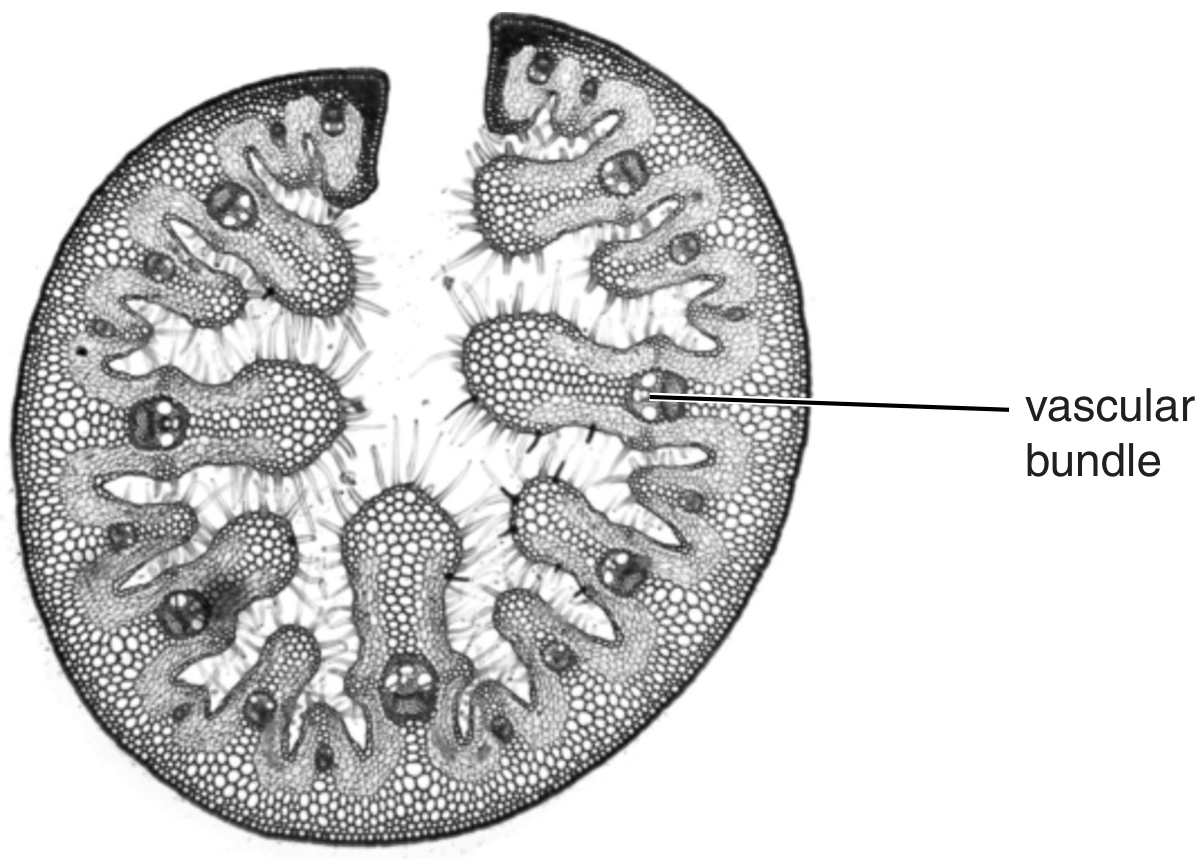 Fig. 2.1
