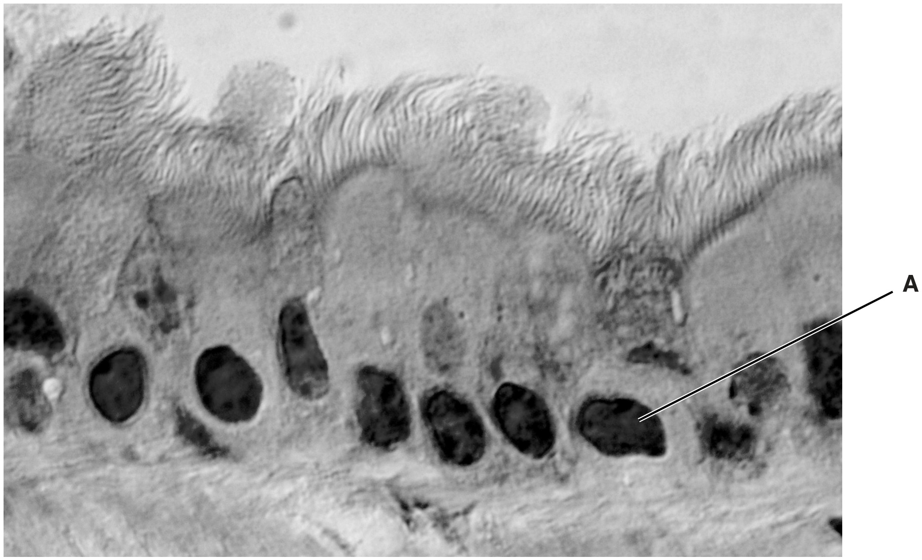 Fig. 1.1