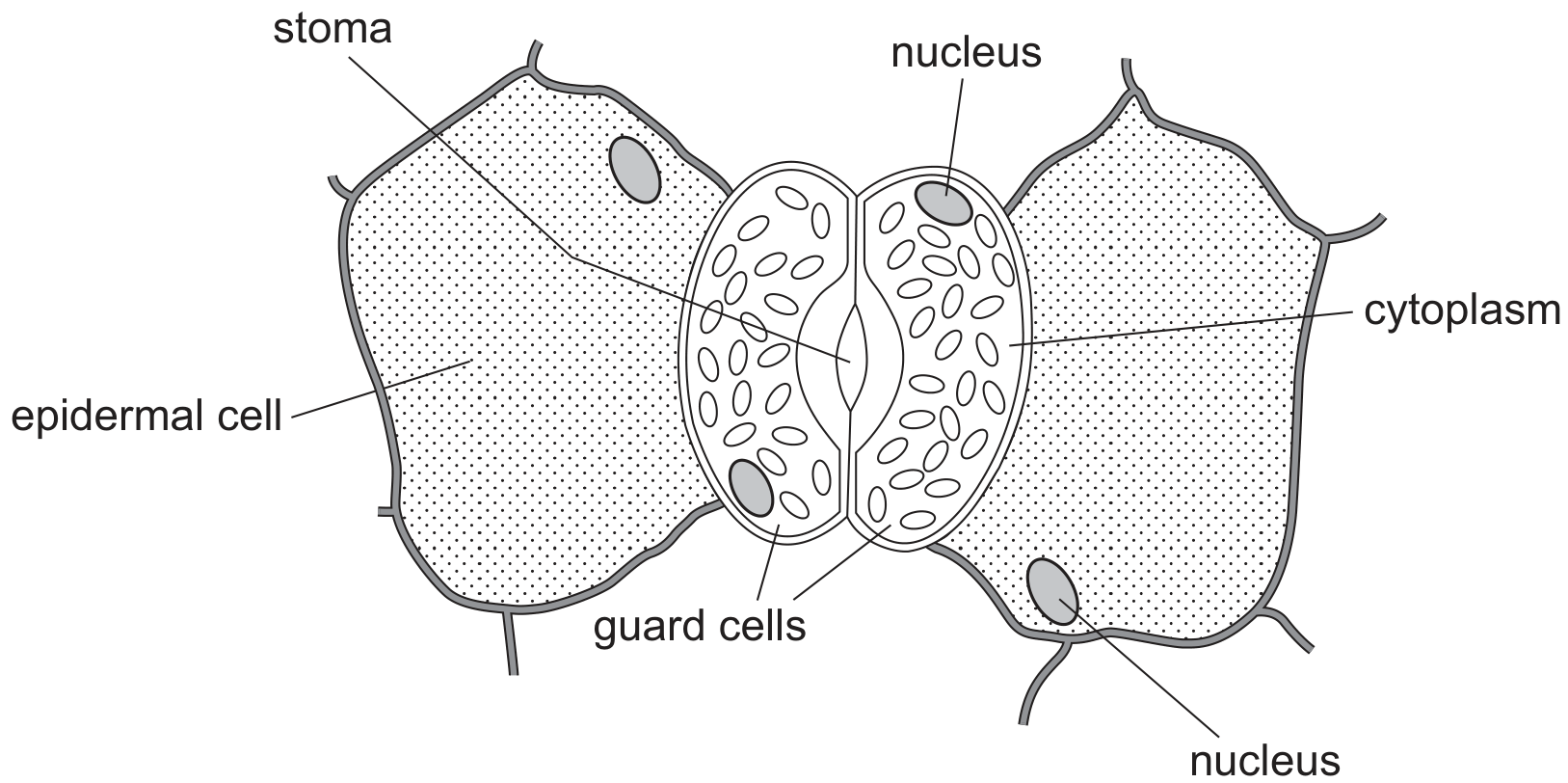 Fig. 4.1