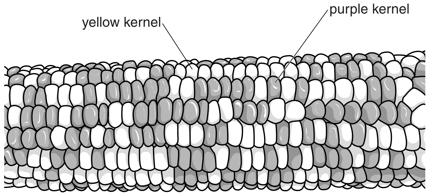 Fig. 4.1