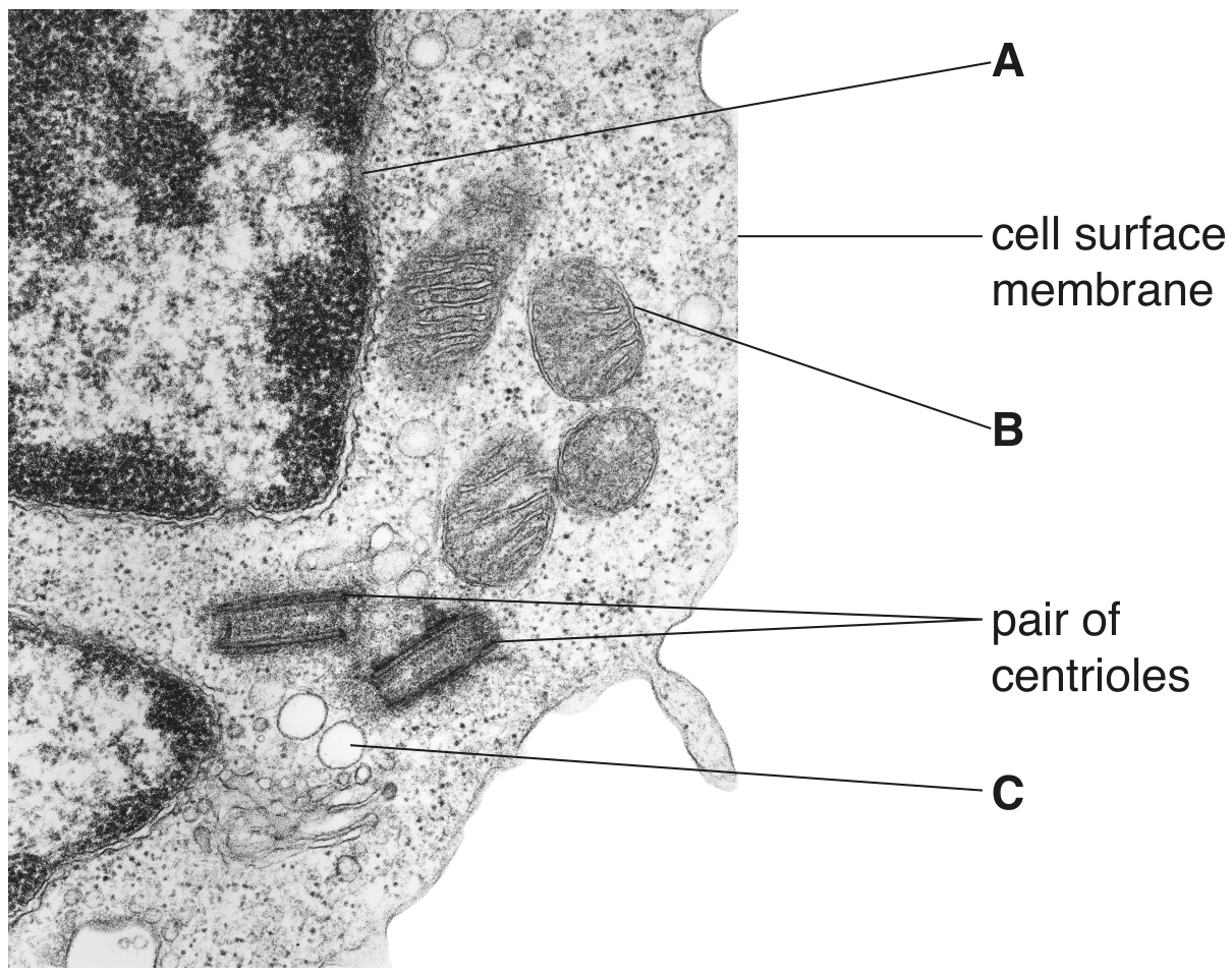 Fig. 1.1
