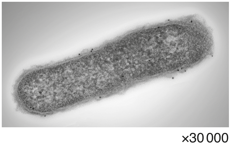 Fig. 2.1