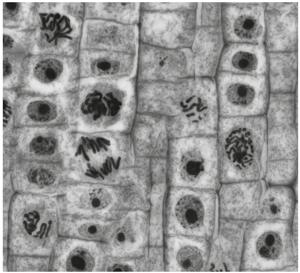 Fig. 1.1