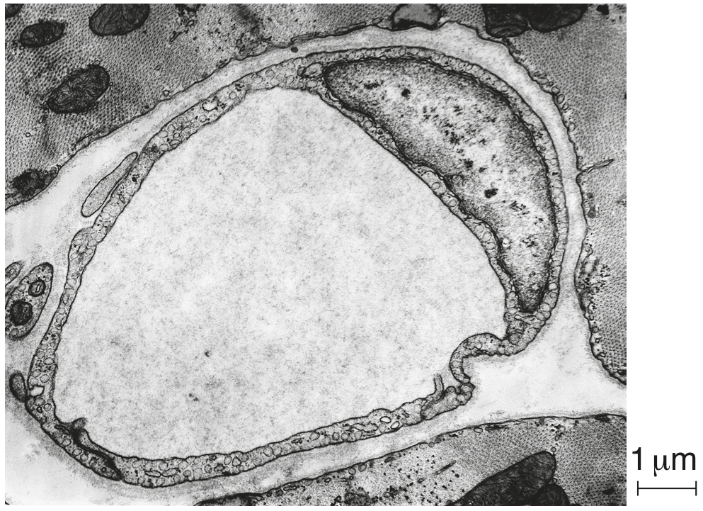 Fig. 2.1