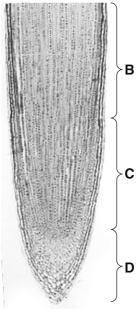 Fig. 1.1