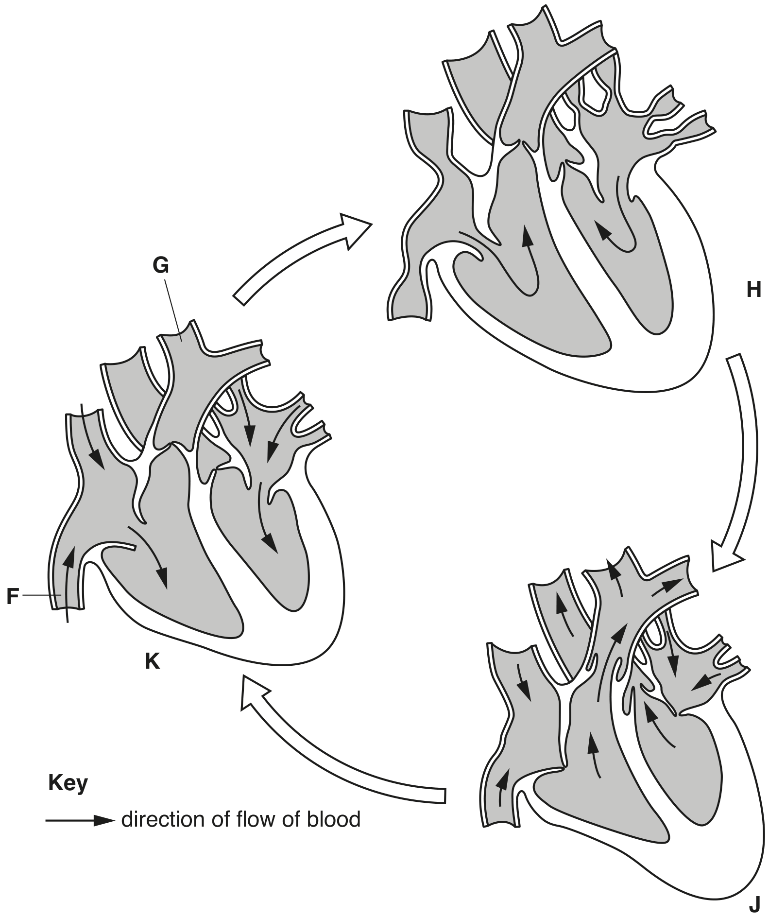 Fig. 2.1 shows the heart and blood vessels at three stages of the cardiac cycle.