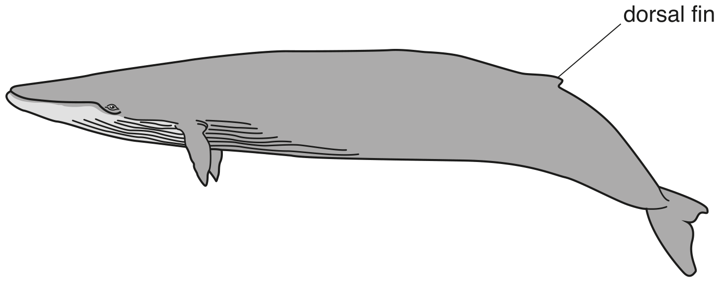 Fig. 1.1
