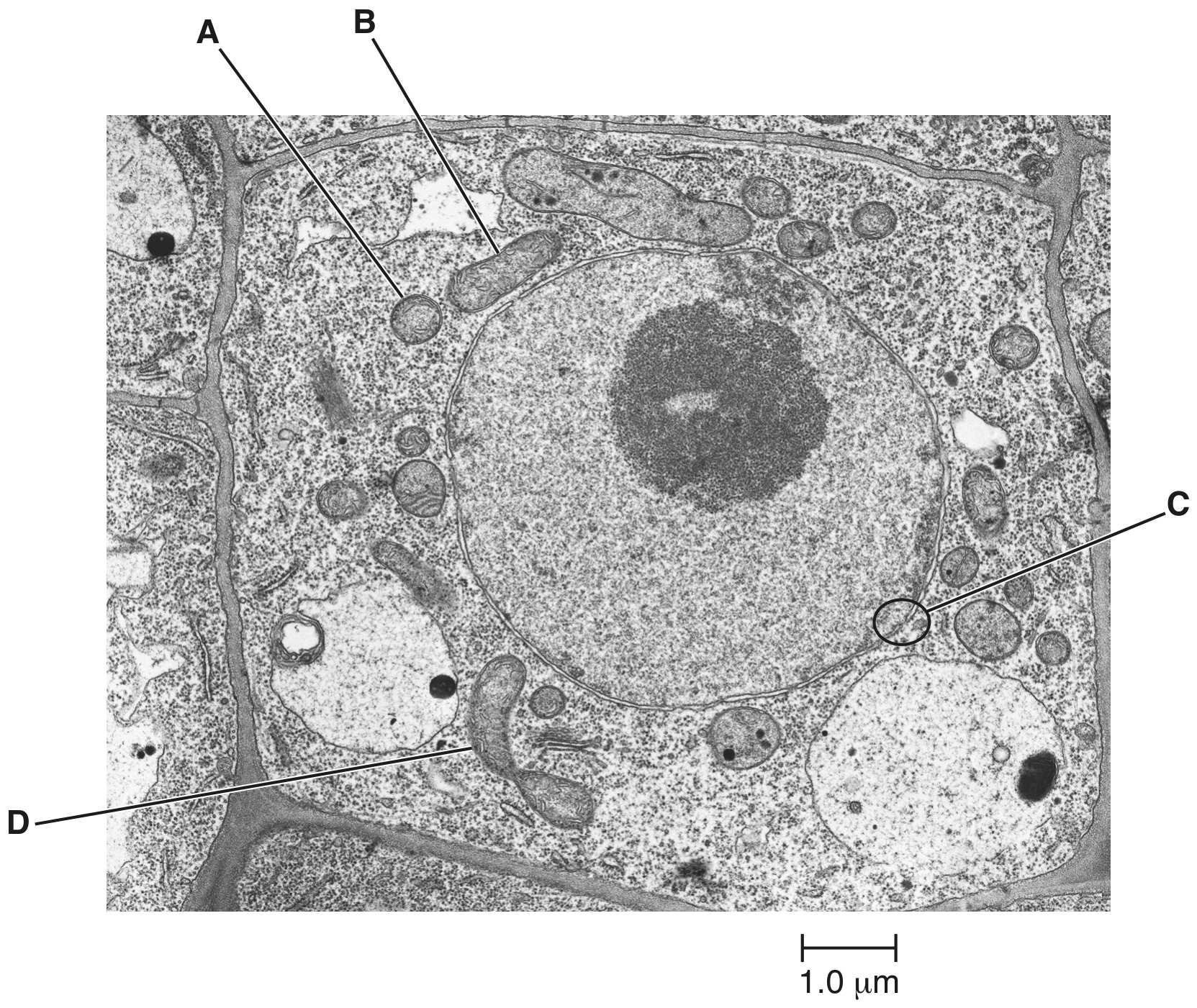 Fig. 1.1