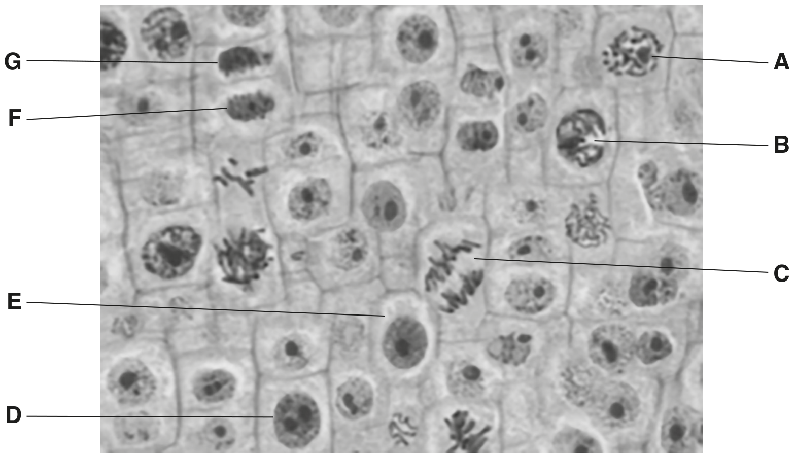Fig. 1.1