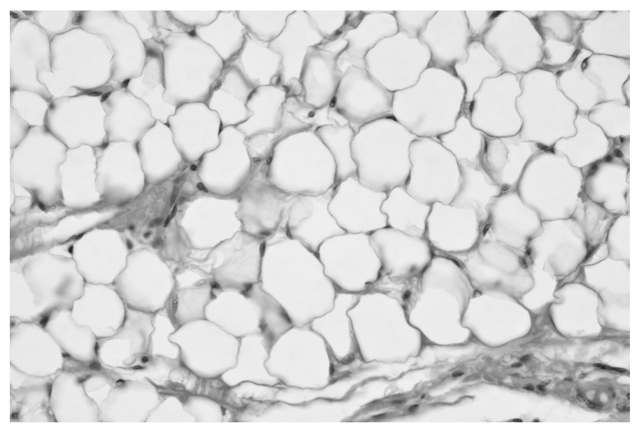 Fig. 2.1