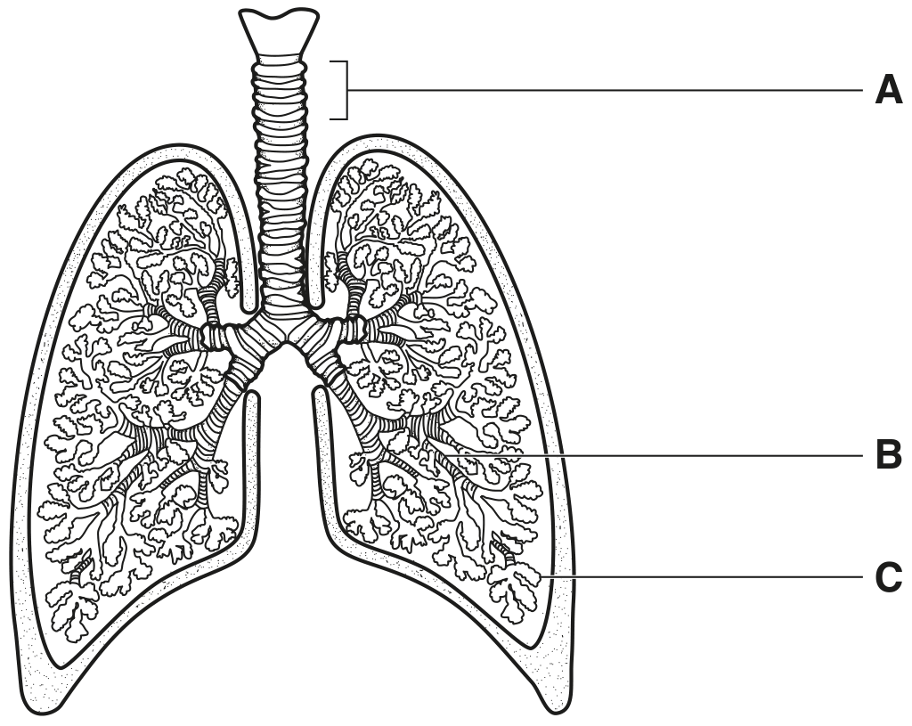 Fig. 1.1